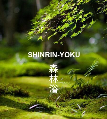 BAÑOS DE BOSQUE - SHINRIN-YOKU