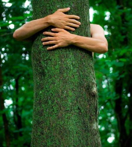 abrazos-arbol-baños-de-bosque
